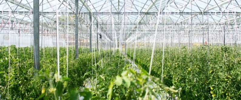 Greenhouse