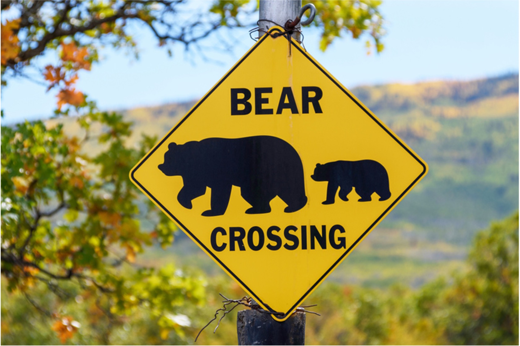 Bear Crossing