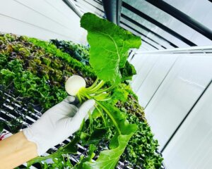 Someone holding a hakurei turnips