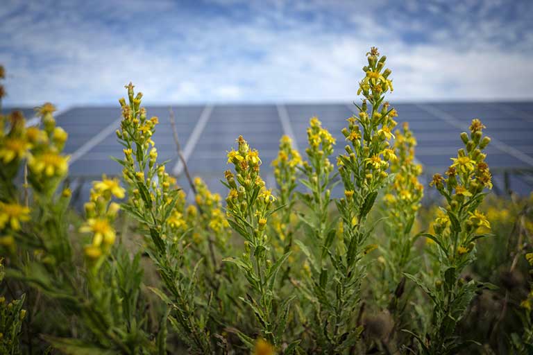 Flowers in front of solar panel